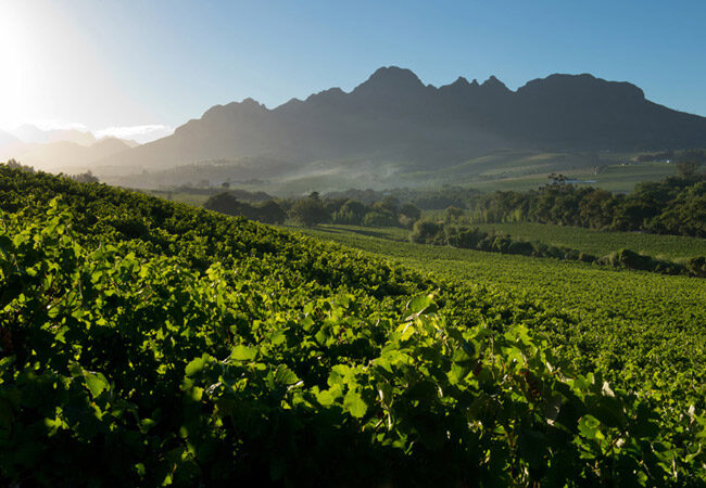 Audacia Wines Stellenbosch