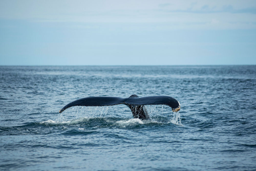 Whale tail emerging from the water during whale watching in Hermanus, South Africa