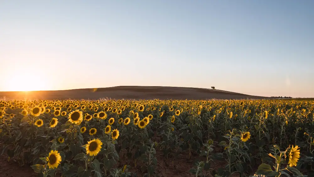 Sunflower fields at sunset near Riebeek Kasteel in the Swartland region
